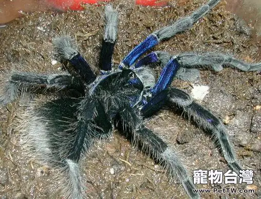 玻利維亞鋼鐵藍的外形特點