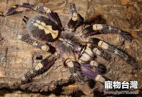 彼得遜華麗雨林蜘蛛的品種簡介