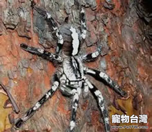 彼得遜華麗雨林蜘蛛的飼養環境