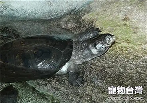 非洲稜背泥龜的品種簡介(1圖)-寵物台灣