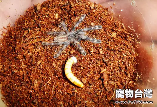 彼得遜華麗雨林蜘蛛的餵食要點(1圖)-寵物台灣