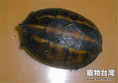 果核泥龜的品種簡介(1圖)-寵物台灣