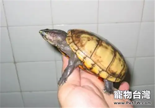 果核泥龜的外觀特徵(1圖)-寵物台灣