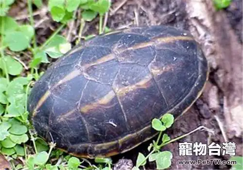 果核泥龜的養護方法(1圖)-寵物台灣
