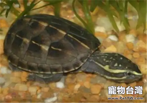 果核泥龜的人工飼養環境設置(1圖)-寵物台灣