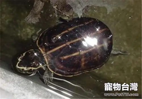 果核泥龜的食物選擇(1圖)-寵物台灣