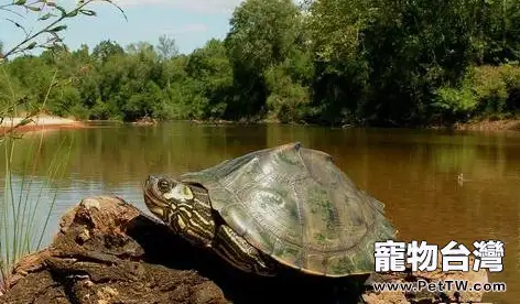 關於地圖龜各個亞種的介紹