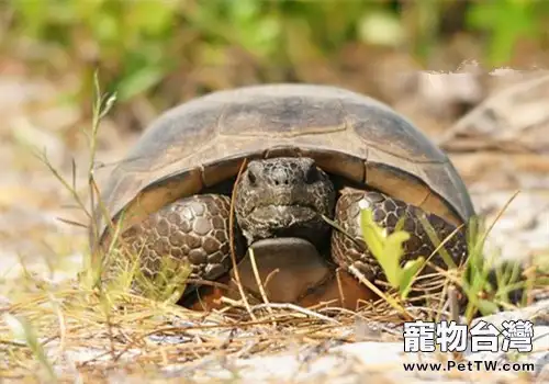 哥法地鼠龜的品種簡介