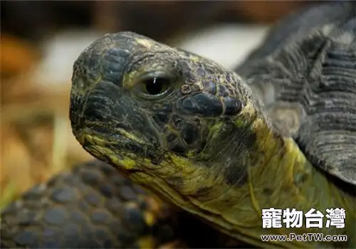 哥法地鼠龜的外貌特徵(1圖)-寵物台灣