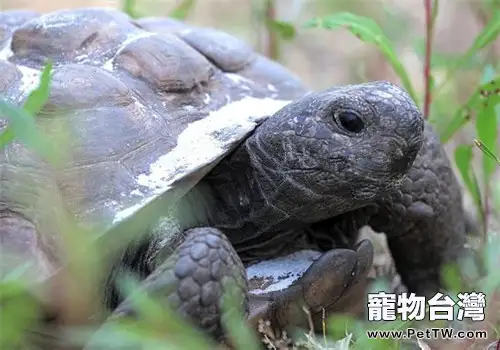 哥法地鼠龜的養護要點