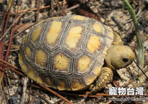 哥法地鼠龜的飼養環境建議
