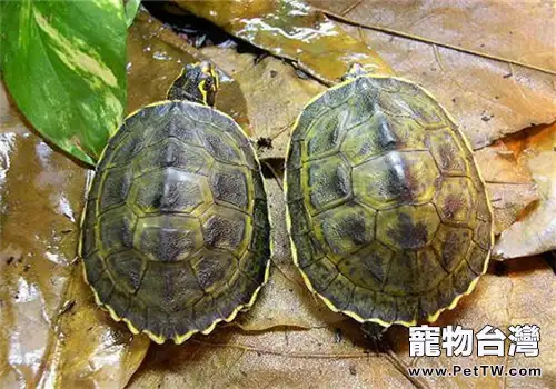 冠背龜的品種簡介