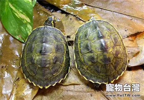 冠背龜的品種簡介(1圖)-寵物台灣