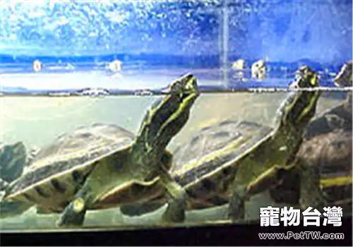 冠背龜的外觀特徵(1圖)-寵物台灣