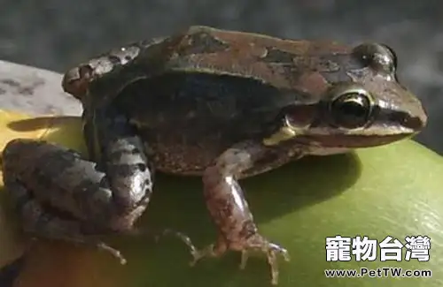 白吻長趾蛙的品種簡介(1圖)-寵物台灣