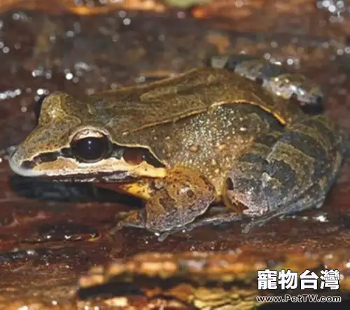白吻長趾蛙的外形特徵