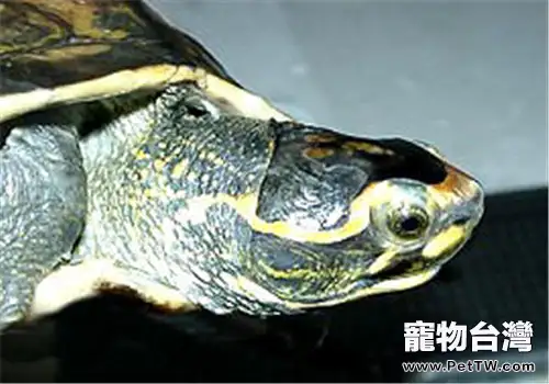 冠背龜的飼養環境佈置(1圖)-寵物台灣