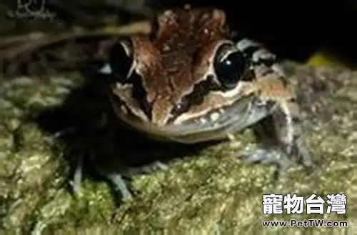 白吻長趾蛙吃什麼好(1圖)-寵物台灣