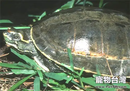 冠背龜對食物的選擇