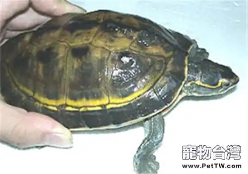 冠背龜的飼養方法(1圖)-寵物台灣