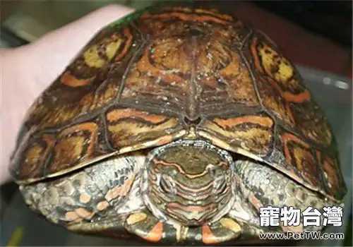 哥斯達黎加木紋龜的品種簡介(1圖)-寵物台灣