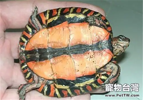 哥斯達黎加木紋龜的形態特徵
