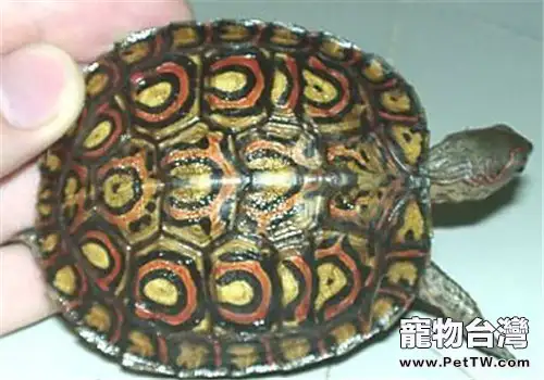 哥斯達黎加木紋龜的養護要點(1圖)-寵物台灣