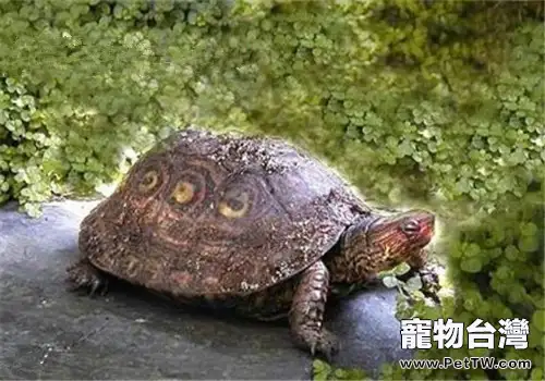 哥斯達黎加木紋龜的食物選擇(1圖)-寵物台灣