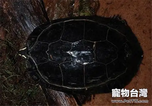 哥倫比亞木紋龜的養護及繁殖要點