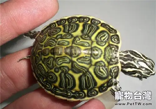 火焰龜(紅肚龜)的品種簡介(1圖)-寵物台灣