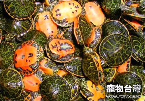 火焰龜(紅肚龜)的形態特徵(1圖)-寵物台灣