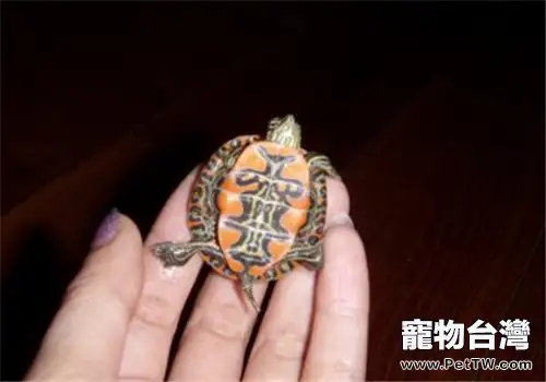 火焰龜(紅肚龜)的選購及養護方法(1圖)-寵物台灣