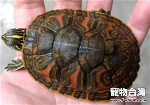 火焰龜(紅肚龜)的飼養環境佈置(1圖)-寵物台灣