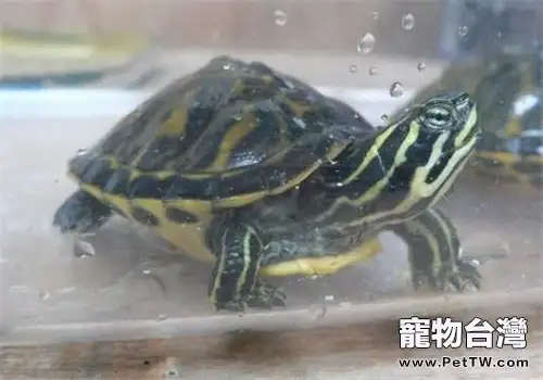 火焰龜(紅肚龜)的食物選擇(1圖)-寵物台灣