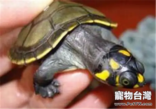 黃頭側頸龜的品種簡介