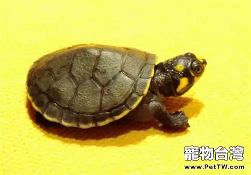 黃頭側頸龜的外貌特徵(1圖)-寵物台灣