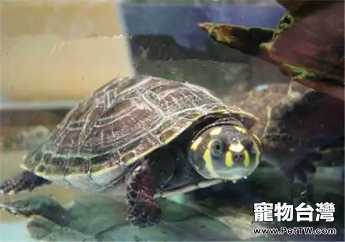 黃頭側頸龜的養護要點(1圖)-寵物台灣