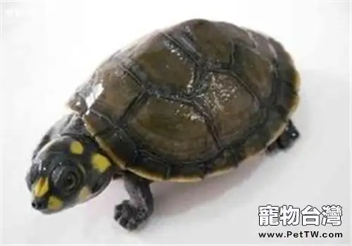 黃頭側頸龜的環境要求(1圖)-寵物台灣
