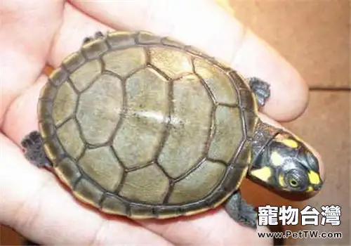 黃頭側頸龜吃什麼?(1圖)-寵物台灣
