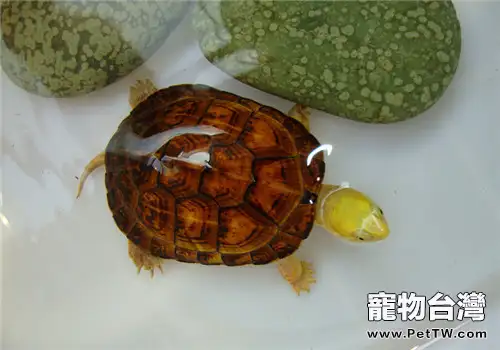 柴棺龜（石金錢龜 黃喉擬水龜 ）的品種簡介