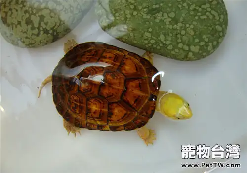 柴棺龜(石金錢龜 黃喉擬水龜 )的品種簡介(1圖)-寵物台灣