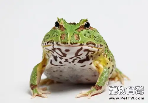 鍾角蛙的養護知識