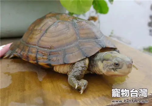 柴棺龜(石金錢龜 黃喉擬水龜 )的人工養護要點(1圖)-寵物台灣