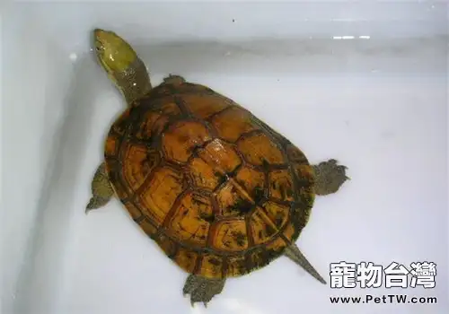 柴棺龜(石金錢龜 黃喉擬水龜 )的環境佈置(1圖)-寵物台灣