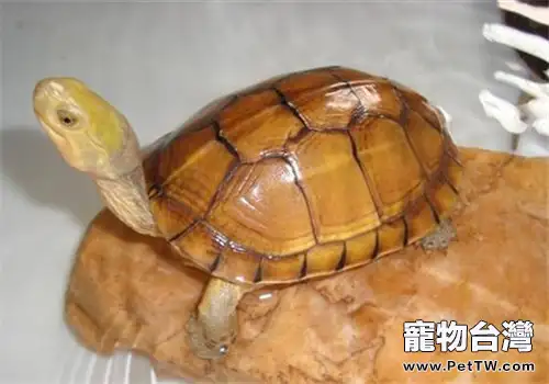 柴棺龜(石金錢龜 黃喉擬水龜 )食物的選擇(1圖)-寵物台灣