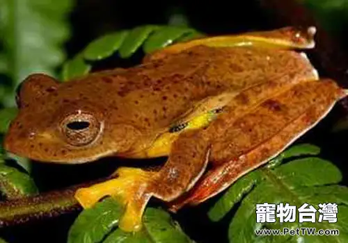 棕葉掌樹蛙的品種簡介