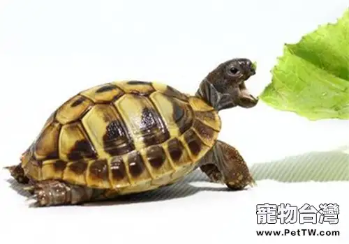 赫曼陸龜的外形特徵(1圖)-寵物台灣