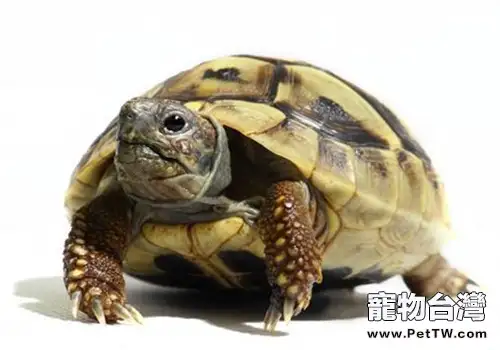 赫曼陸龜的護理知識(1圖)-寵物台灣