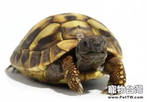 赫曼陸龜的環境佈置(1圖)-寵物台灣