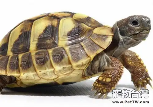 赫曼陸龜的食物選擇(1圖)-寵物台灣
